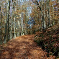 rosen-eifel-ardennen6